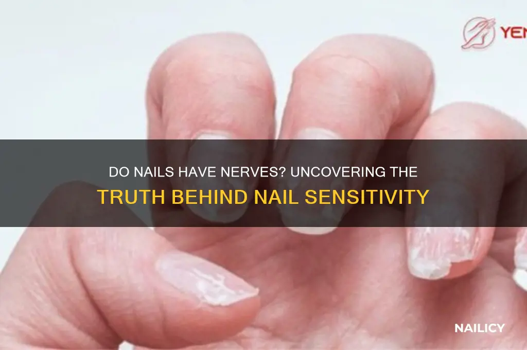 are there nerves in nails