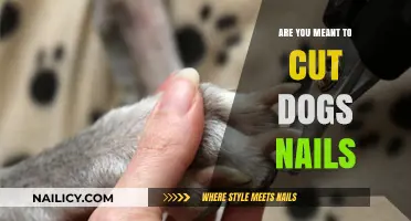 How to Trim Your Dog's Nails Safely at Home