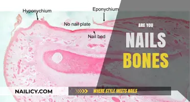 Are Your Nails Bones? Unraveling the Surprising Truth About Nail Anatomy