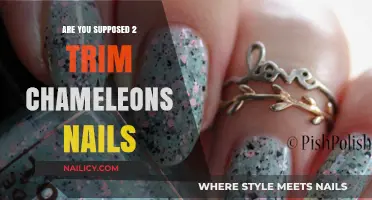 Chameleon Claw Care: Trimming Your Pet's Nails