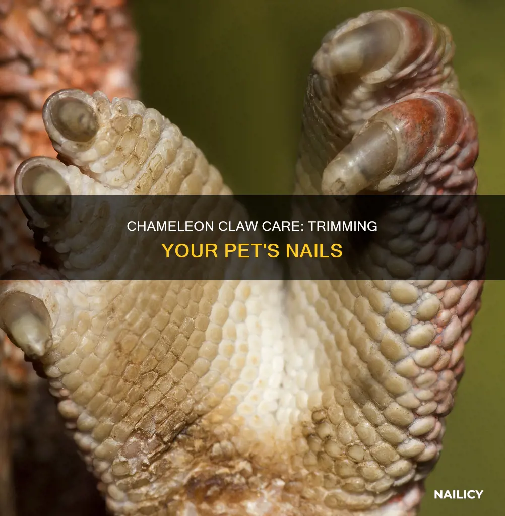 are you supposed 2 trim chameleons nails