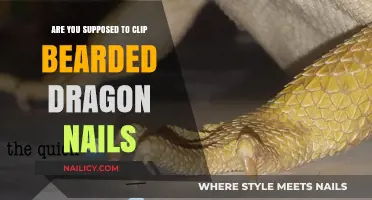 Should You Trim Your Bearded Dragon's Nails? Expert Care Tips