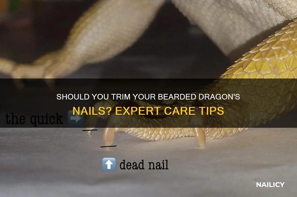 are you supposed to clip bearded dragon nails