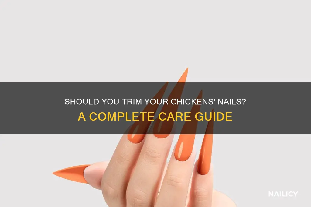 are you supposed to clip chickens nails