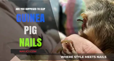 Guinea Pig Nail Care: Should You Clip Their Nails?