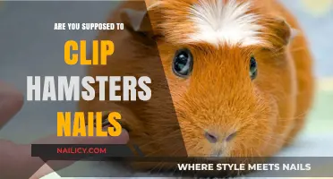 Should You Trim Your Hamster's Nails? A Grooming Guide