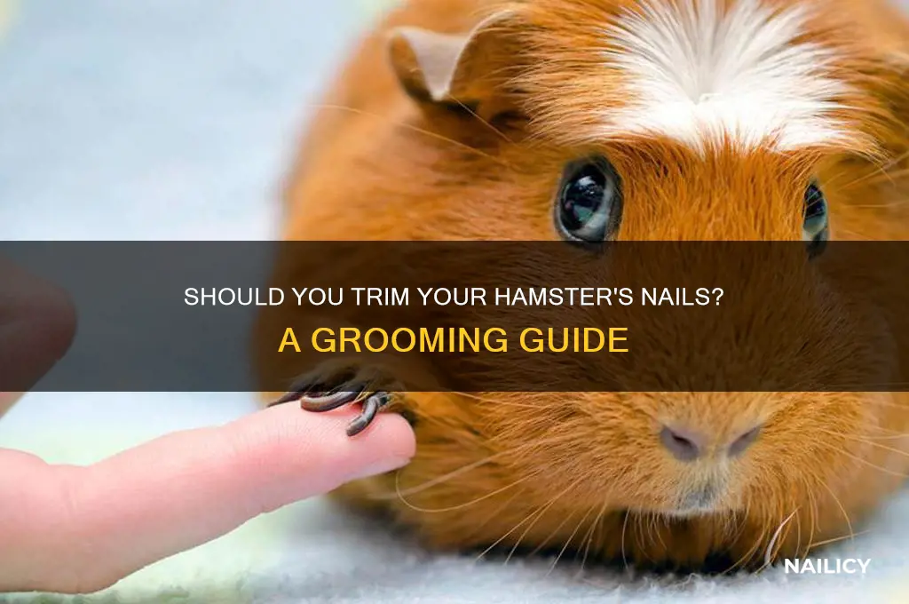 are you supposed to clip hamsters nails