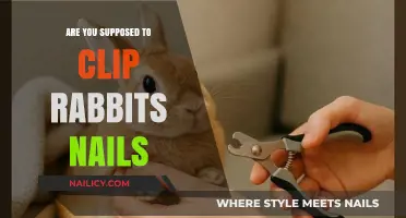 Should You Trim Rabbit Nails? A Guide to Proper Care