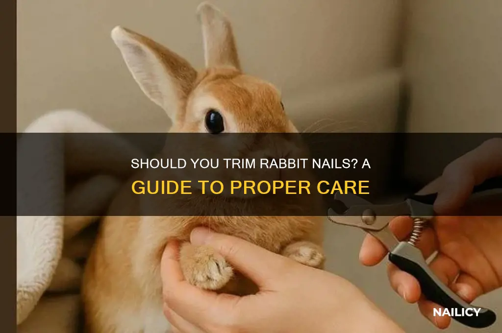 are you supposed to clip rabbits nails