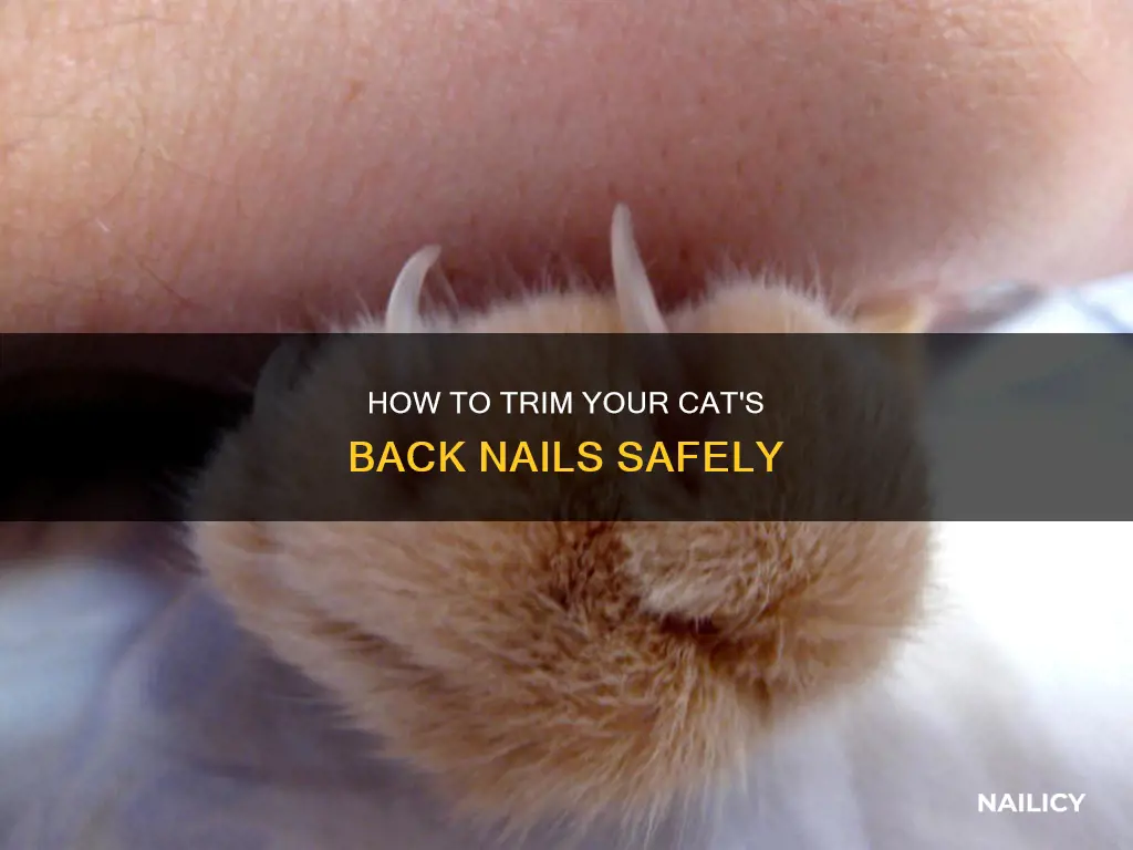 are you supposed to cut cat