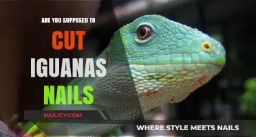 Iguana Nail Care: When and How to Trim?