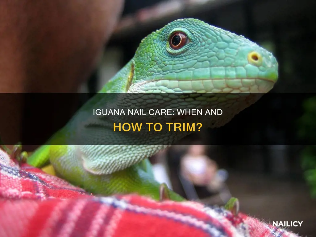 are you supposed to cut iguanas nails