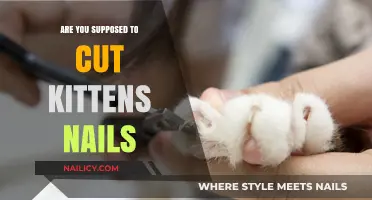 How Often Should You Trim Your Kitten's Nails?