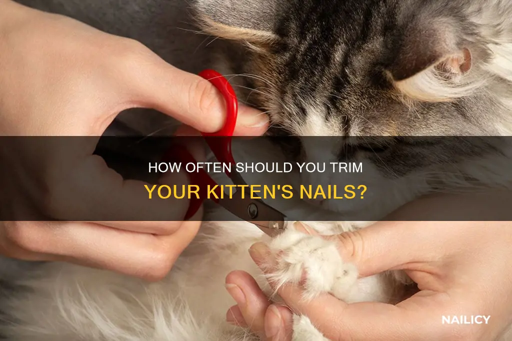 are you supposed to cut kittens nails