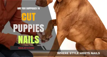 How to Care for Your Puppy's Nails?