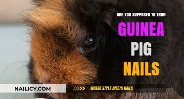 How Often Should You Trim Your Guinea Pig's Nails?