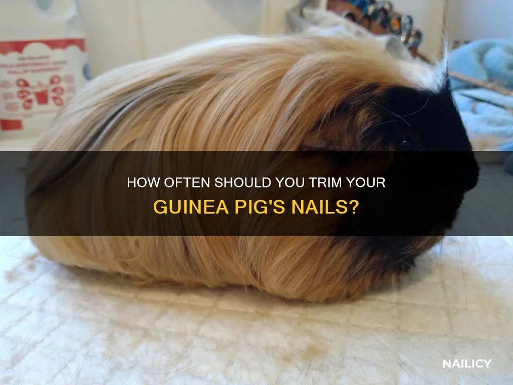 are you supposed to trim guinea pig nails