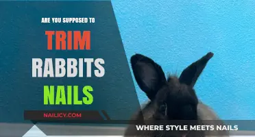 How Often Should You Trim Your Rabbit's Nails?