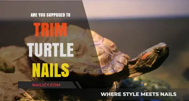 How to Care for Your Turtle: Trimming Their Nails