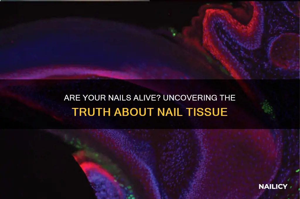 are your nails living or nonliving tissue