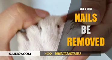 Dog Nail Removal: Is It Possible?