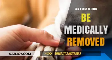 Toe Nail Removal for Dogs: Is it Medically Possible?