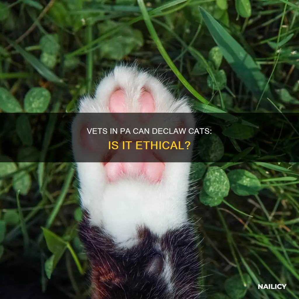 can a veterinarian in pa remove cats front nails