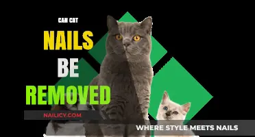Removing Cat Nails: Is It Possible?