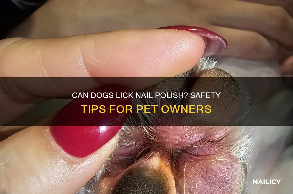 can dogs lick nail polish