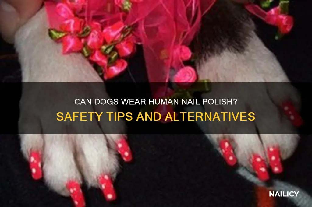 can dogs wear human nail polish