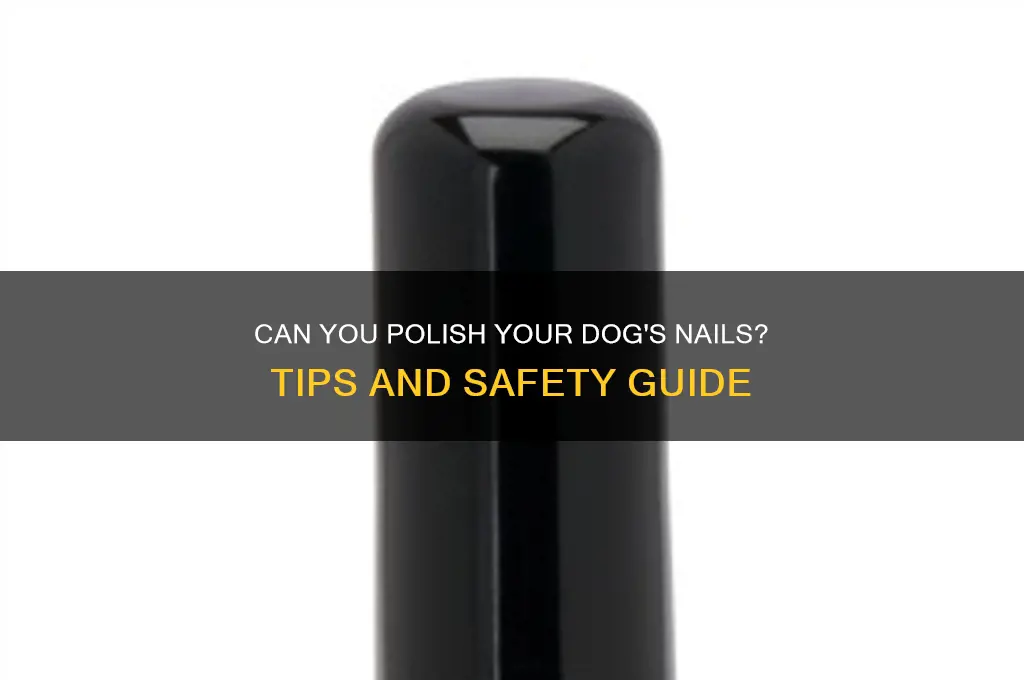 can i polish my dog