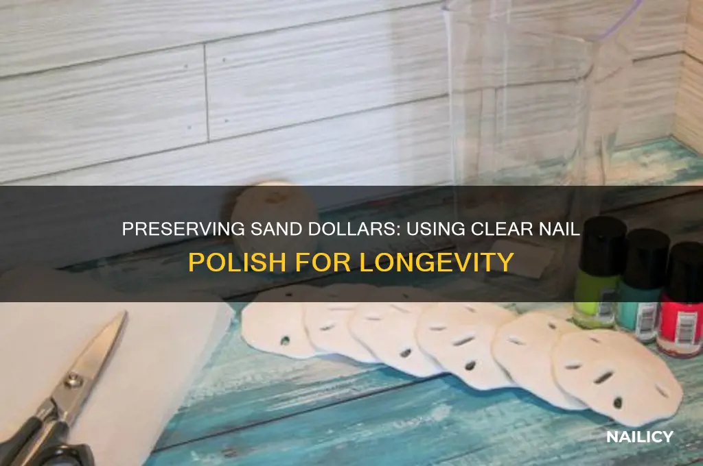 can i put clear nail polish on sanddollars
