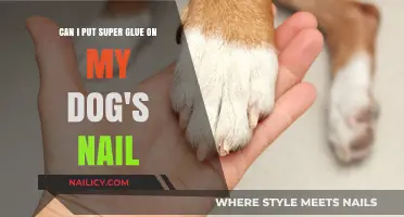 Safe Pet Care: Alternatives to Super Glue for Dog Nail Repair