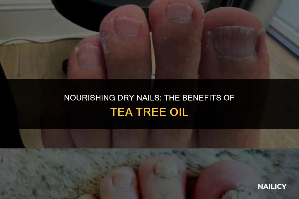 can i put tea tree oil 9n dry nails
