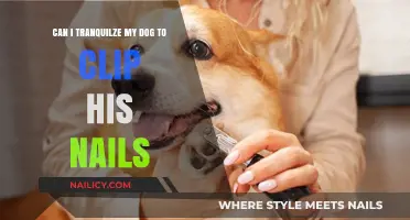Safely Trimming Your Dog's Nails: A Guide to Tranquil Grooming