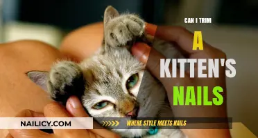 Gentle Grooming: Trimming Your Kitten's Nails Safely
