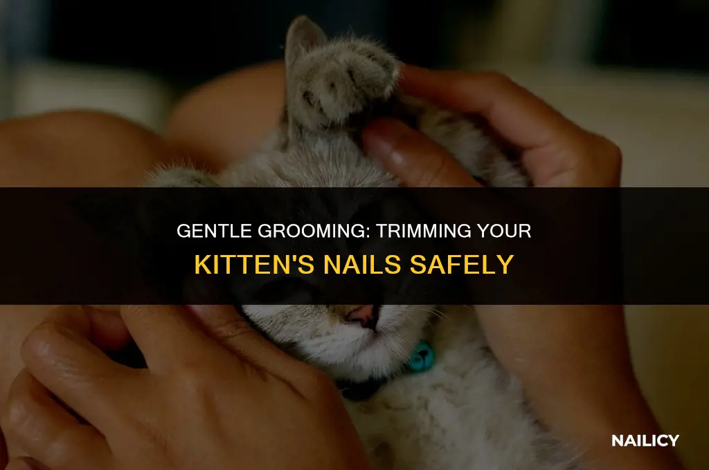 can i trim a kitten