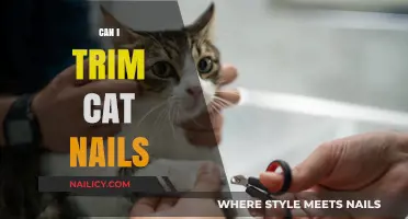 Purr-fectly Safe: A Guide to Trimming Your Cat's Nails