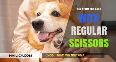 Safely Trimming Your Dog's Nails: Scissors or Clippers?