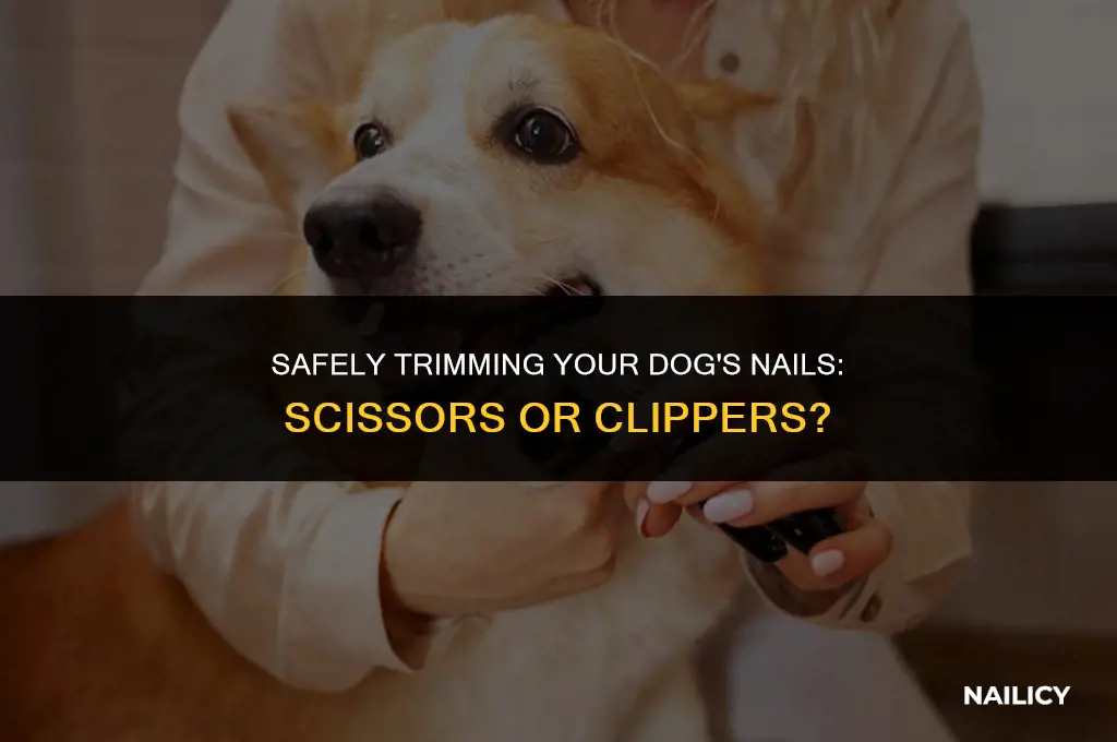 can i trim dog nails with regular scissors