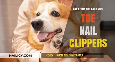 Safely Trimming Your Dog's Nails: Toenail Clippers Guide