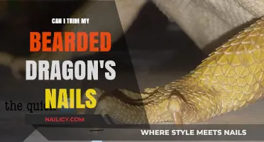 Bearded Dragon Nail Care: Tips for Safe Trimming
