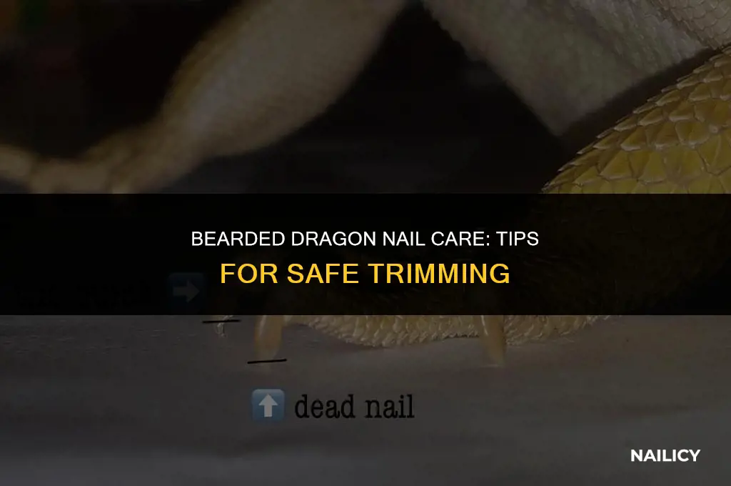 can i trim my bearded dragon