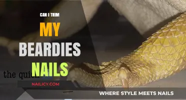 Beardie Nail Care: Tips for Trimming Your Scaly Friend's Claws