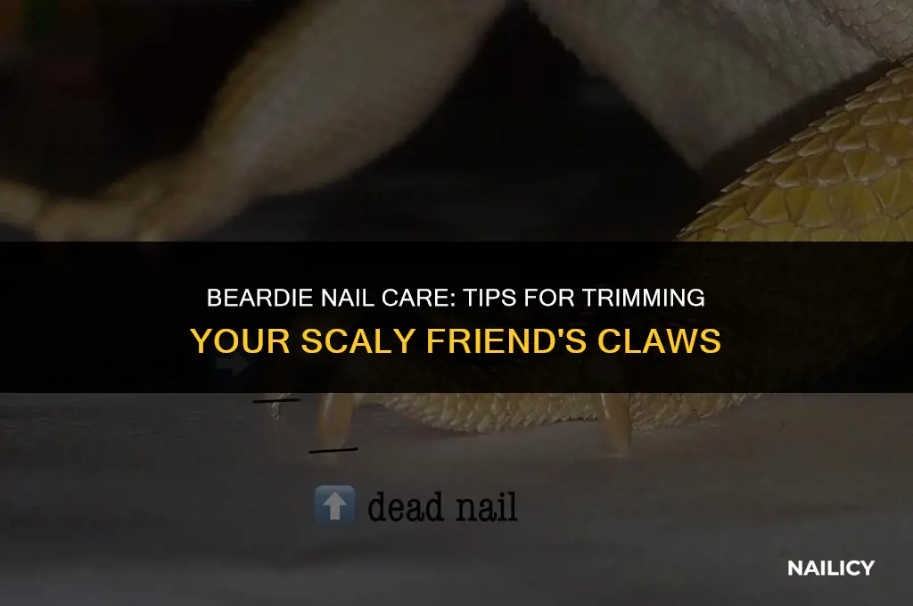 can i trim my beardies nails