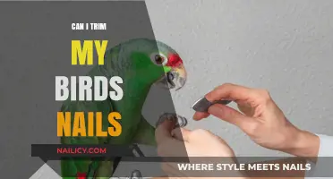 Safe and Simple Tips for Trimming Your Bird's Nails at Home