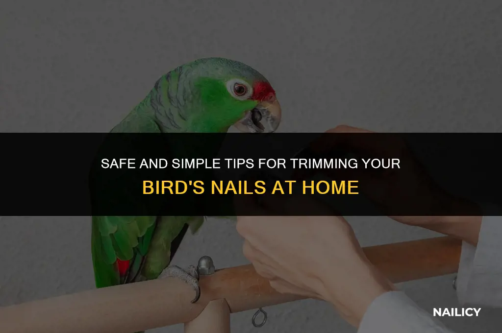 can i trim my birds nails