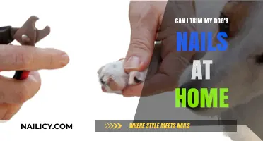 DIY Dog Nail Trimming: A Step-by-Step Guide for Pet Owners