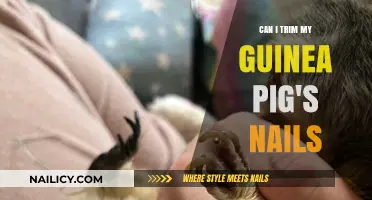 Guinea Pig Nail Care: A Step-by-Step Guide for Safe Trimming