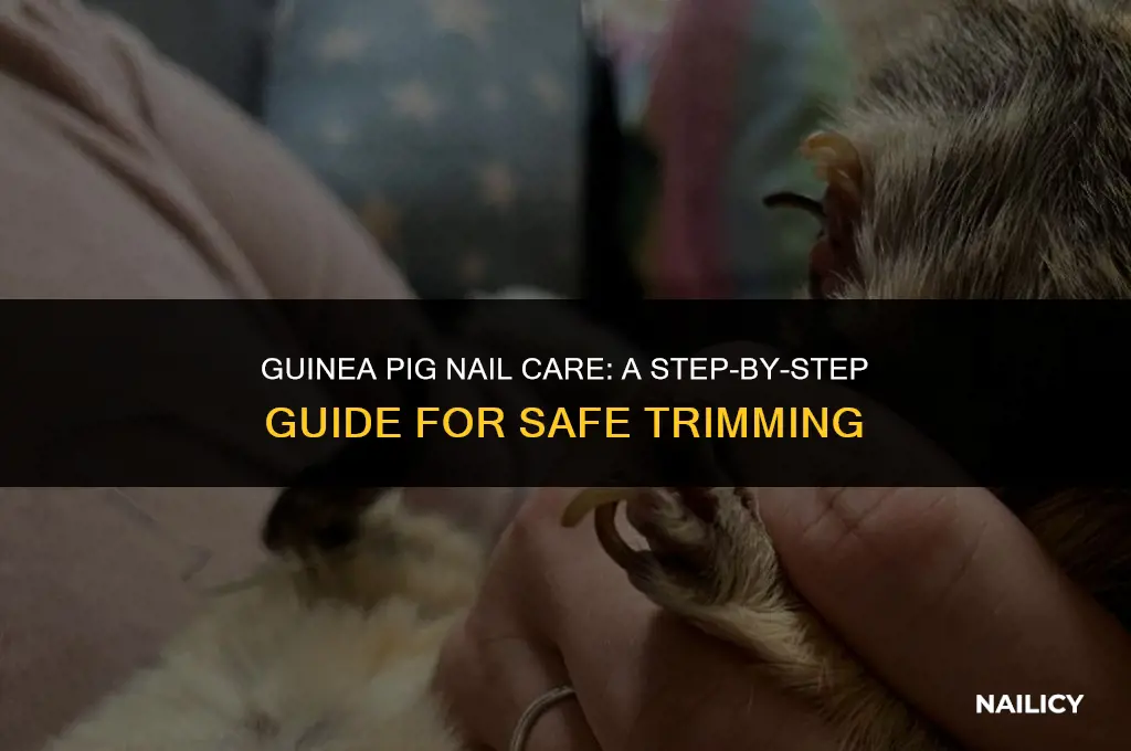 can i trim my guinea pig